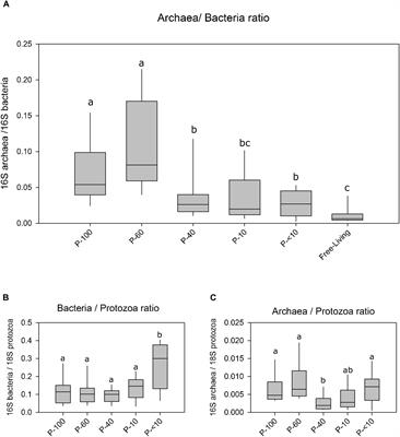 Exploring the Prokaryotic Community Associated With the Rumen Ciliate Protozoa Population